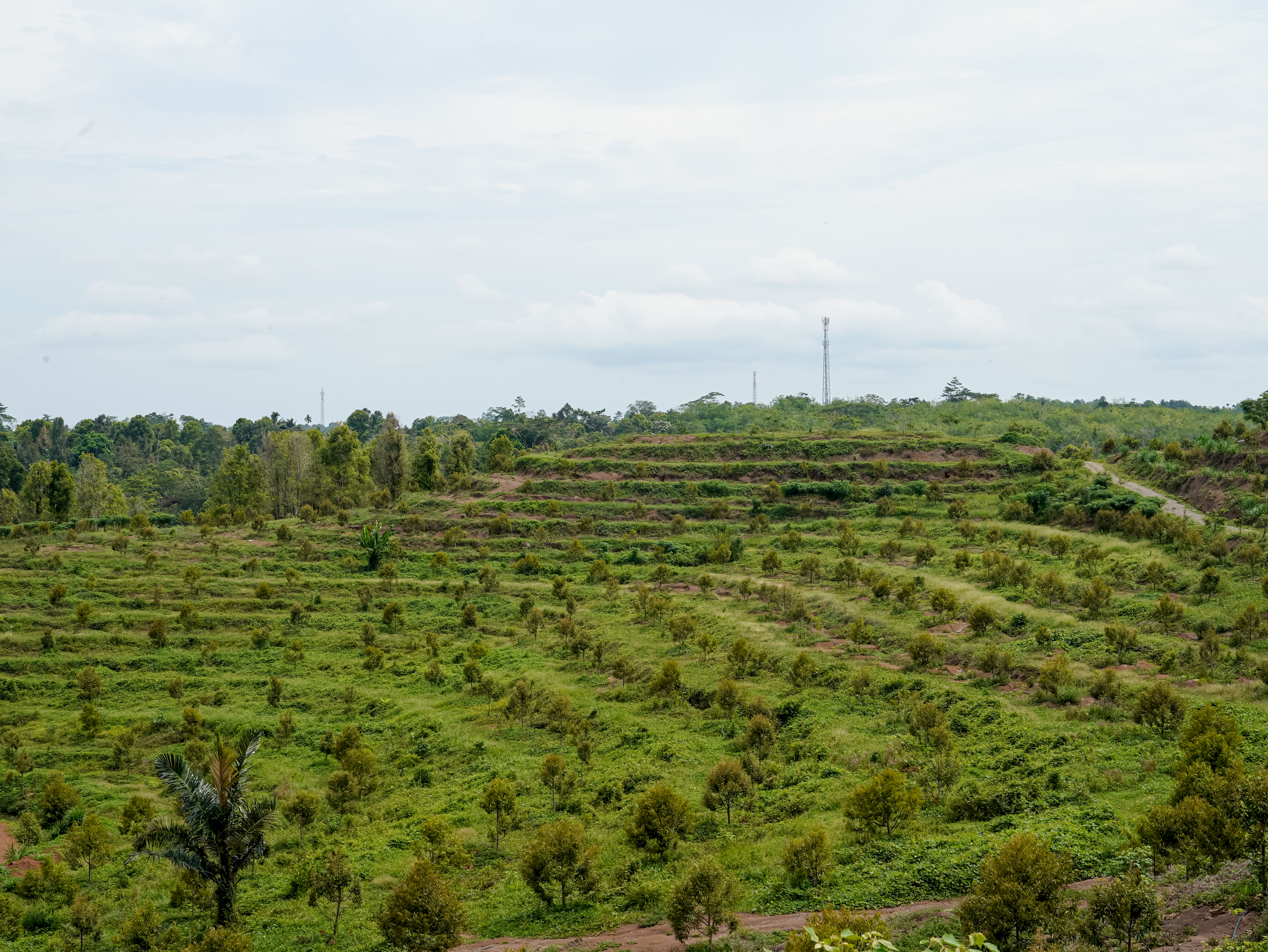 PT Amaly Farming