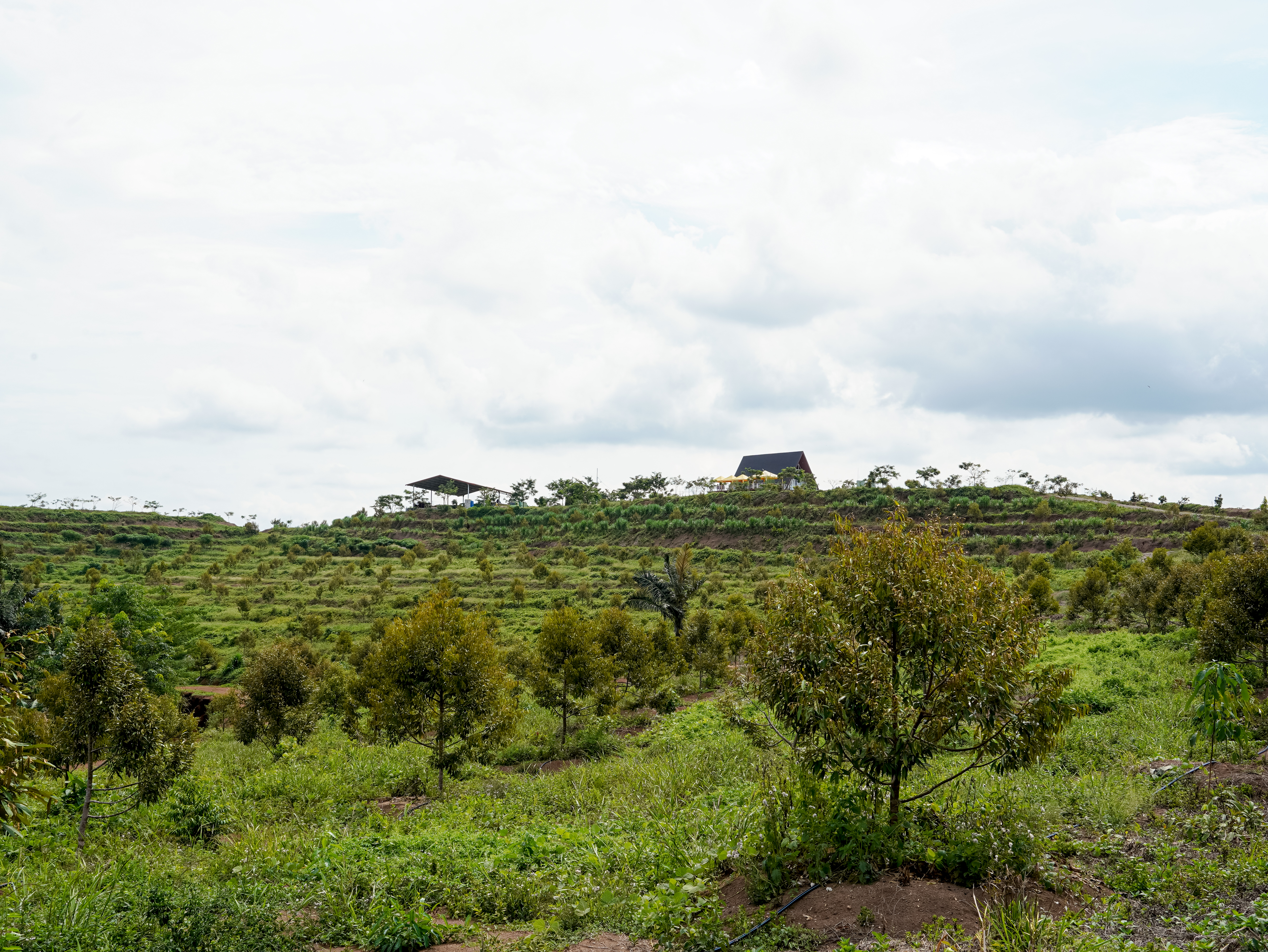 Kebun Buah