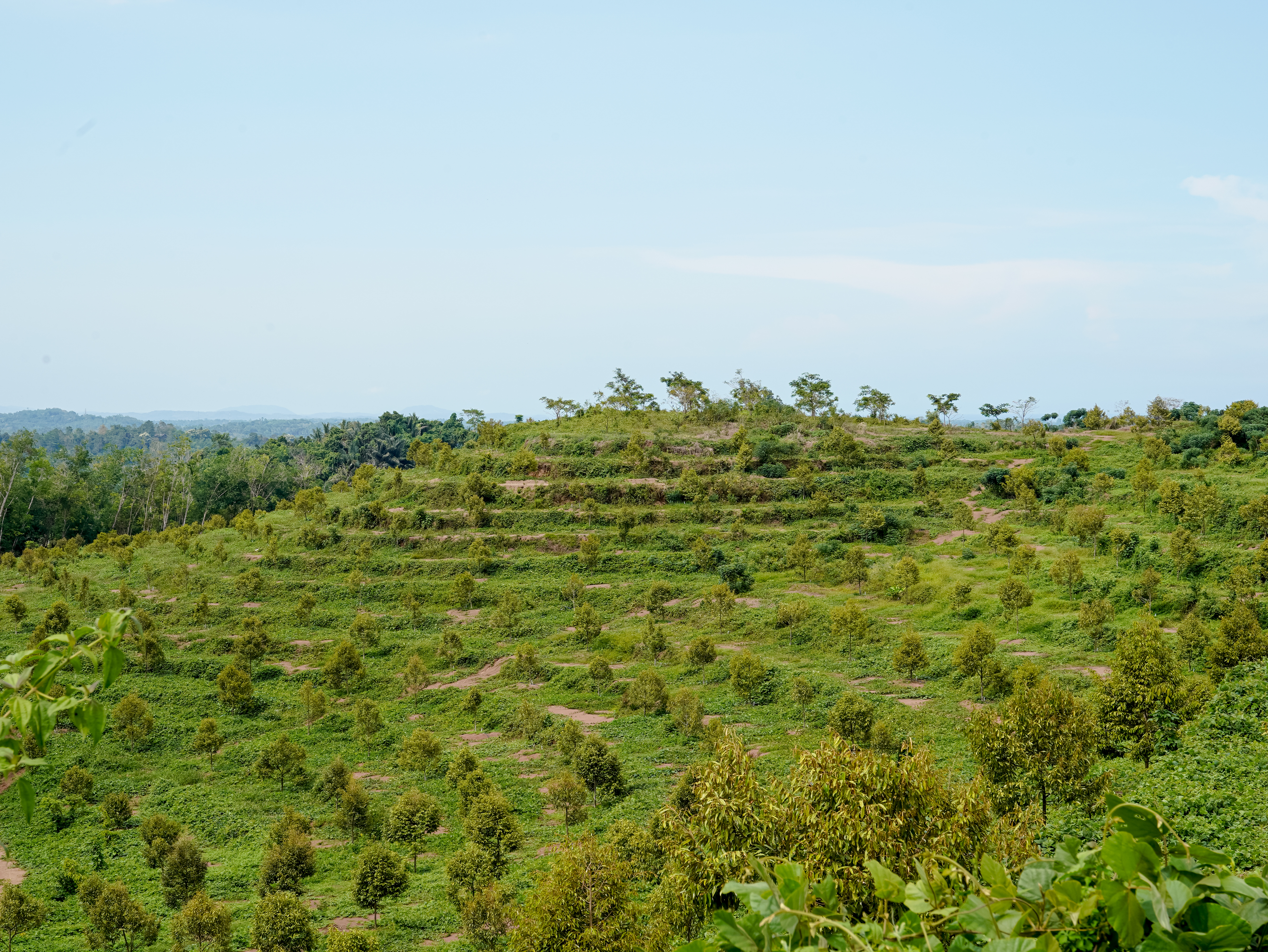 Greenhouse Sayuran
